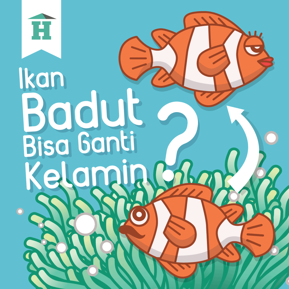 Animasi Ikan Badut Nemo Bisa Ganti Kelamin House Of Infographics